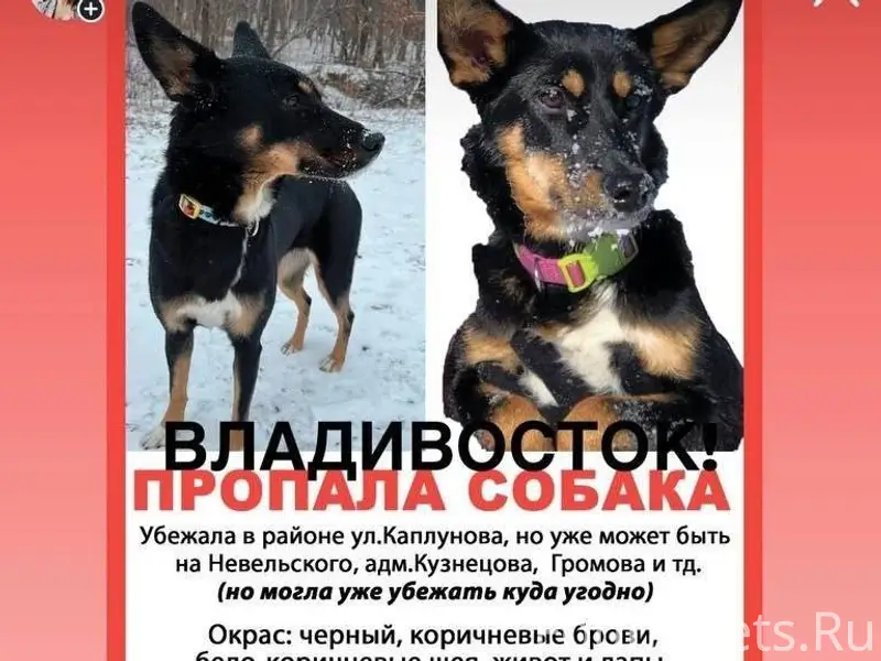 ❗❗❗SOS!!! Пропала собака г Вла...