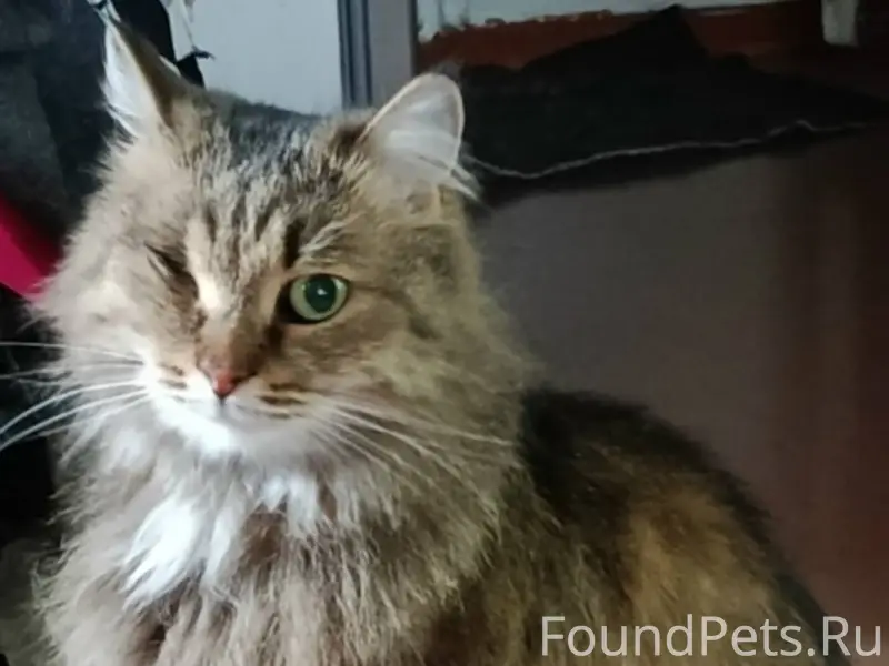 ❗ВНИМАНИЕ ❗ Пропала кошка. Вид...