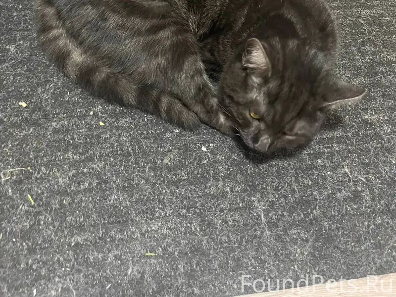 Пропал котенок по кличке Кузя,...