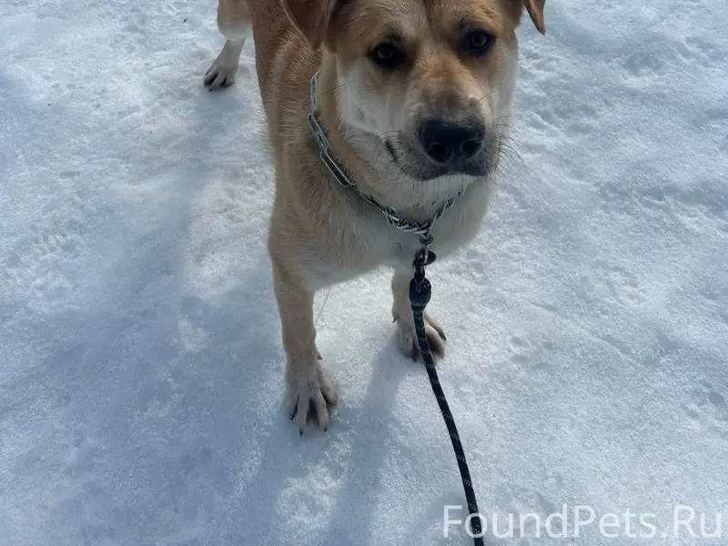 Здравствуйте, потерялась собак...