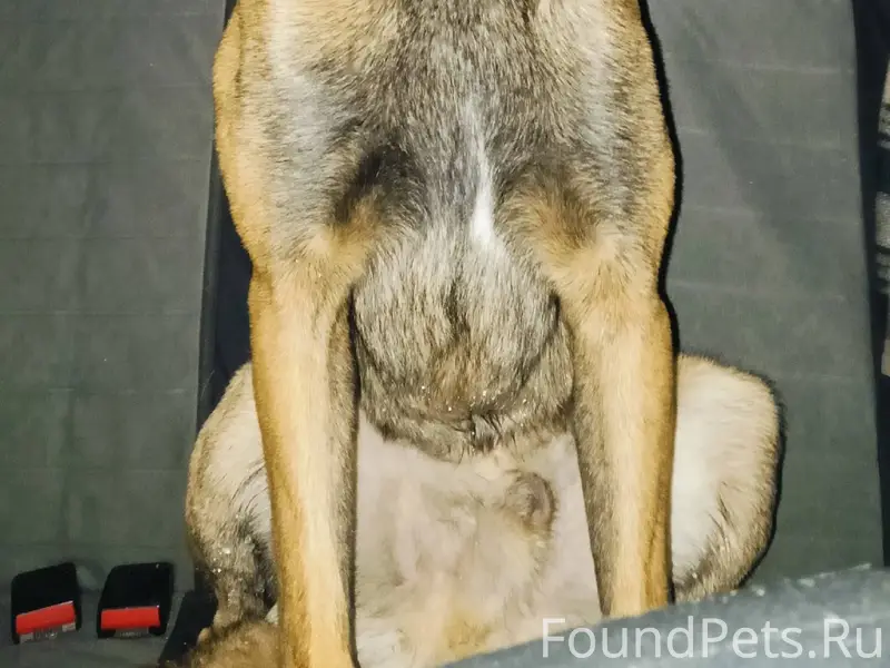 Найден пёс с оборванным поводк...