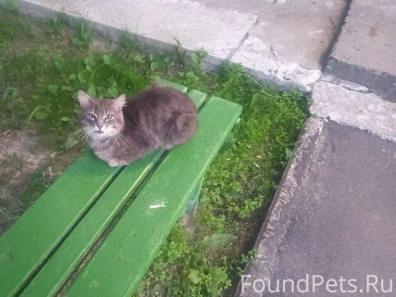 Северодвинск. Пропал кот у Мор...