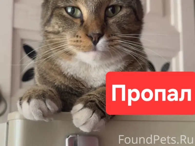 Потерян кот 