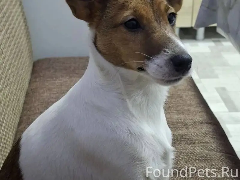 Потерялась собака. Если кто ви...