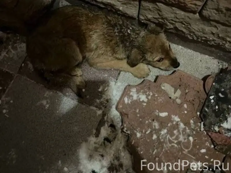 Пропала собака. Откликнитесь, ...