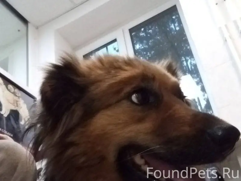 Потерялась собачка Хана Мог кт...