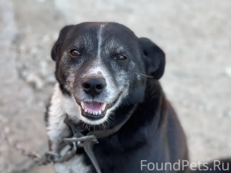 Пропала собака. Кобель. Отзыва...