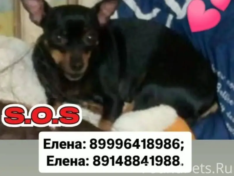 🆘🆘🆘 ВНИМАНИЕ! ПОТЕРЯШКА! Иркут...