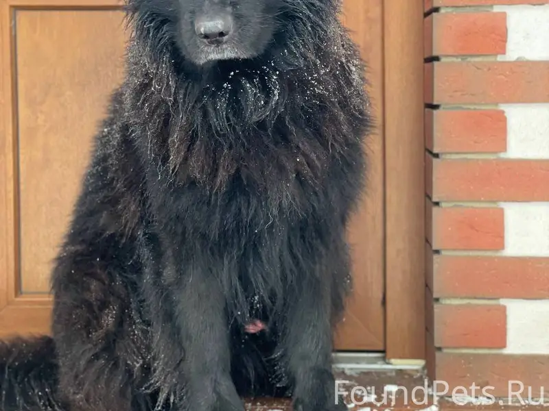 В д. Ченцово сегодня утром сбе...