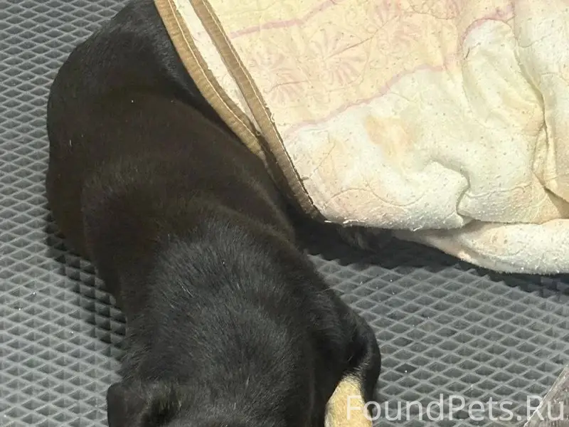 Найден Кобель таксы. Прибился ...