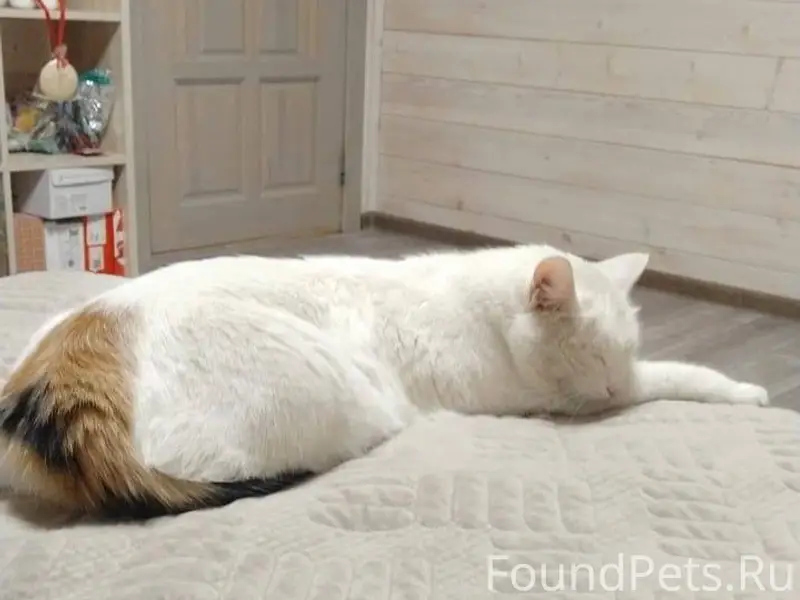 #пропало Здравствуйте! Пропала...