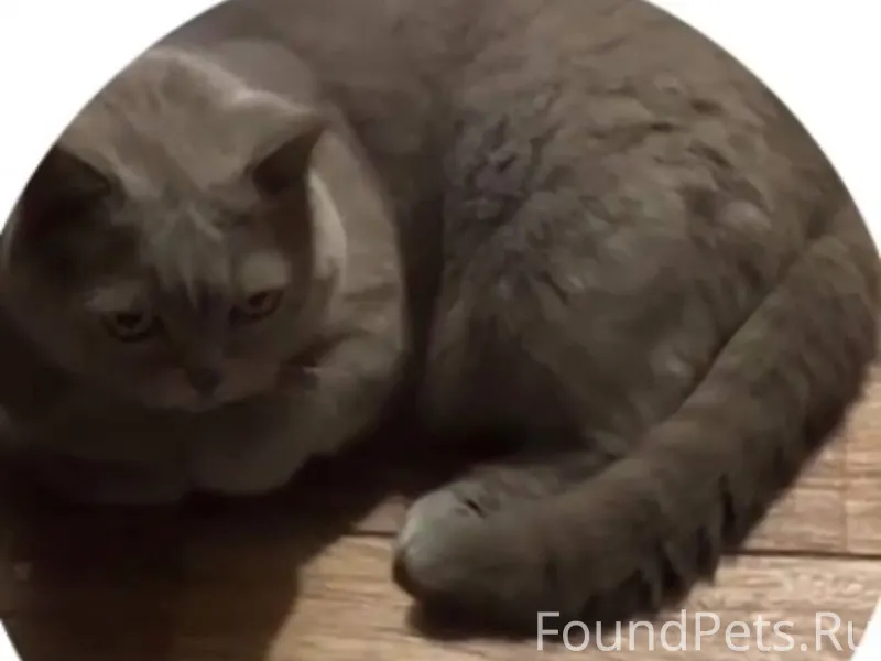 ❗️пропала кошка Буся❗️ Район П...