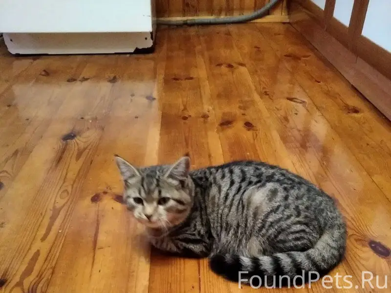 Пропал кот, по улице Автотранс...