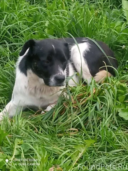 Потерялся недавно в Полысаево ...