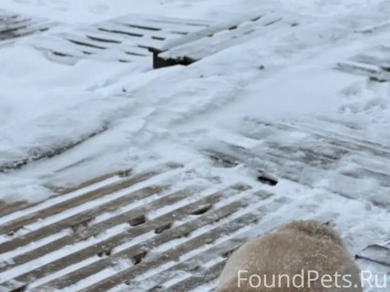 Чья потеряшка ??? Крутой Лог, ...