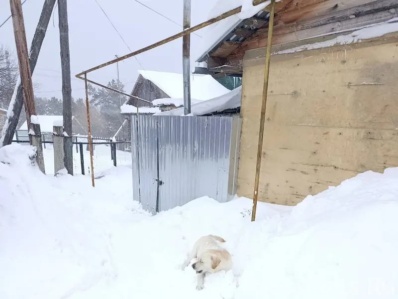Пропала собака породы лабрадор