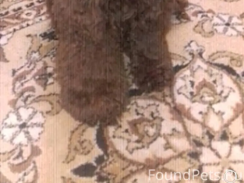 Потерялась собака. Может кто в...