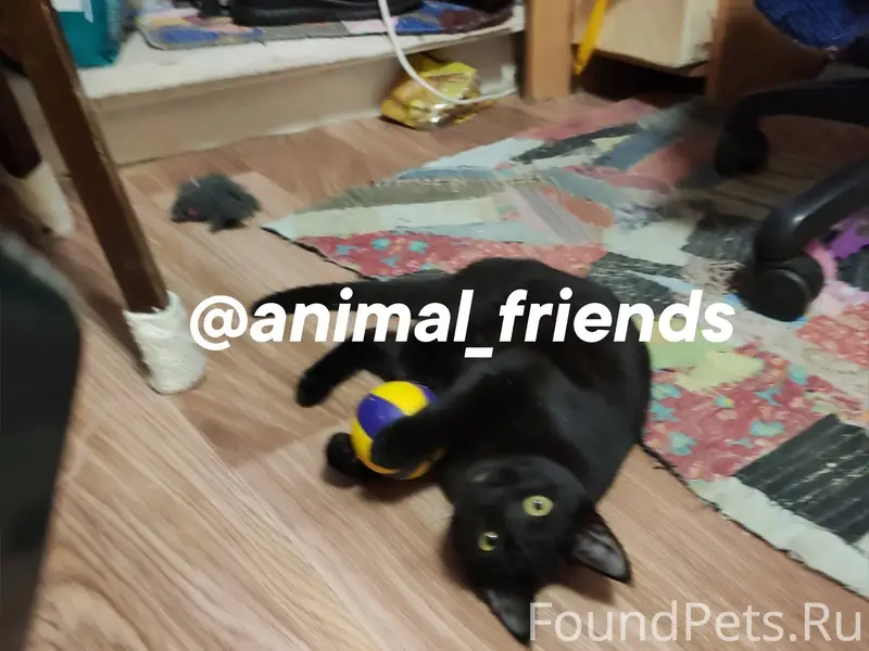 Найден котёнок- подросток,(мес...