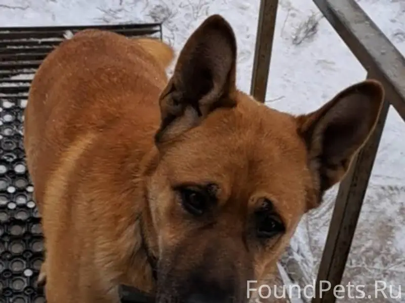 Помогите найти пса : сбежал с ...