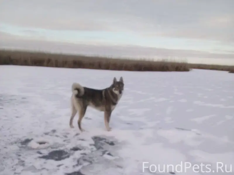 Потерялась собака «западно-сиб...