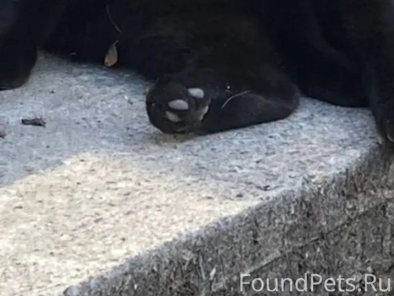 Пропал кот !!! По ул. Ленингра...