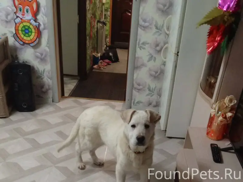 Пропала собака. Кобель по клич...