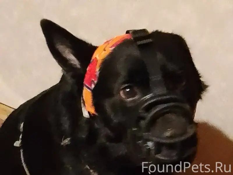 🐾🐾🐾СРОЧНО!!!! ОБРАТИТЕ ВНИМАНИ...