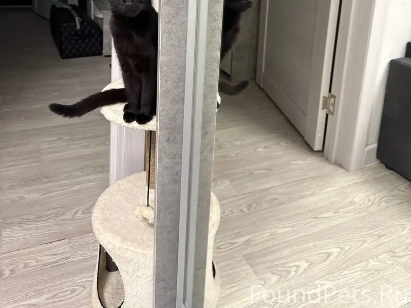 Добрый день. Пропала кошечка, ...