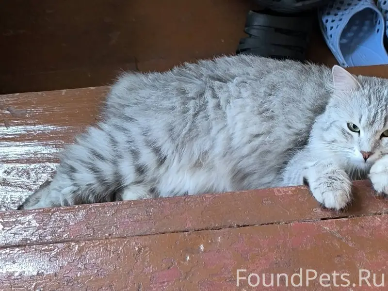 Помогите найти кота Барса, све...