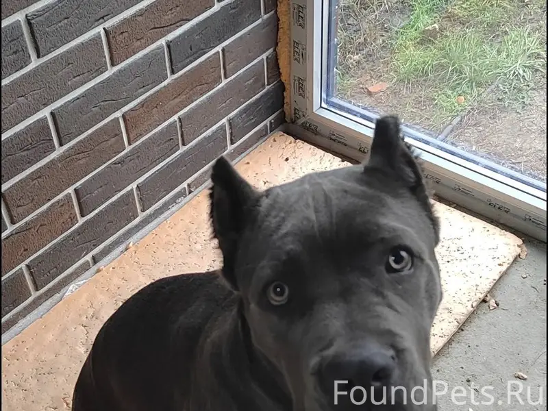 🆘 РОЗЫСКИВАЕТСЯ СОБАКА! НАШЕДШ...