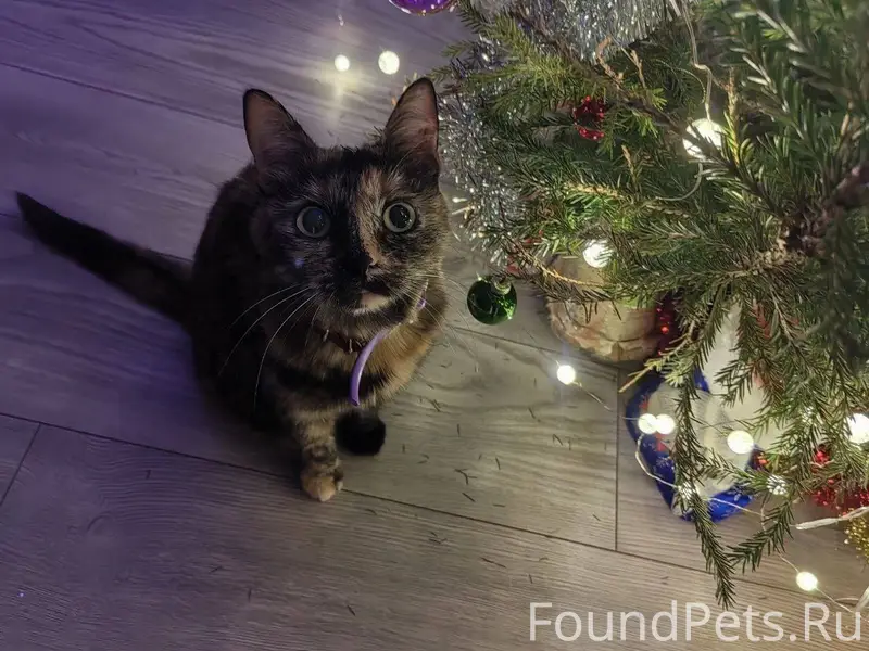 Добрый день. Из частного дома ...