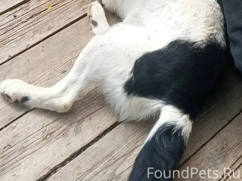 Пропала собака. Может видел кт...