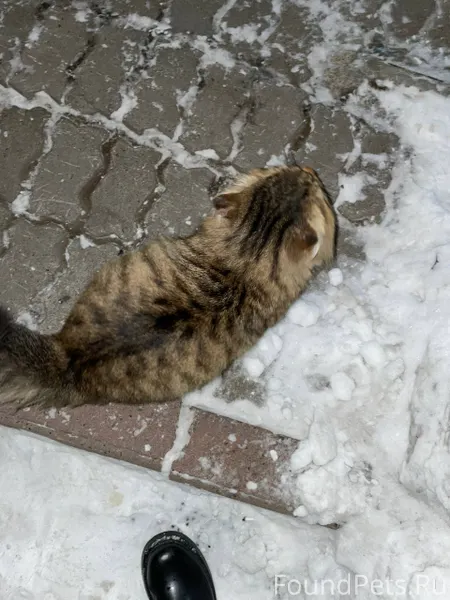 Всем добрый вечер, нашла котик...