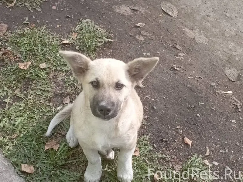 Потерялась собака в районе хра...