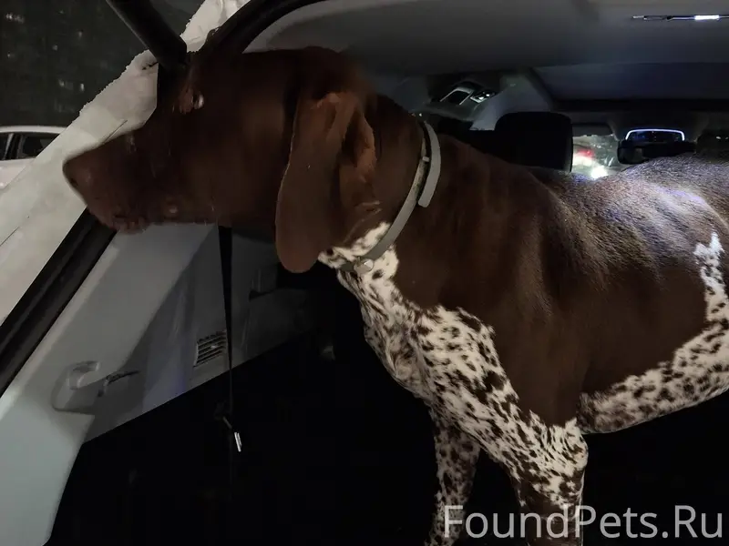 НАЙДЕНА ПОРОДИСТАЯ СОБАКА ( ВР...