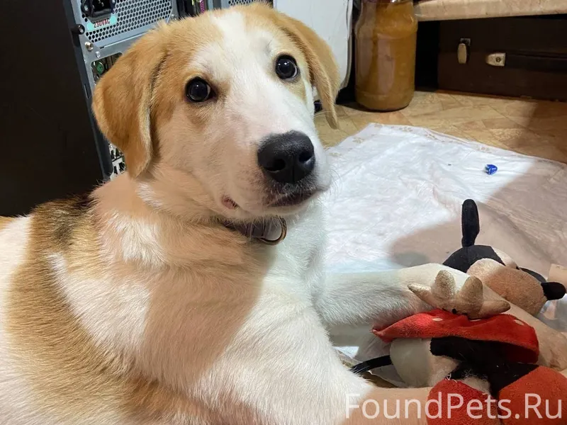 🐾 Найден, спасен с улицы, с...