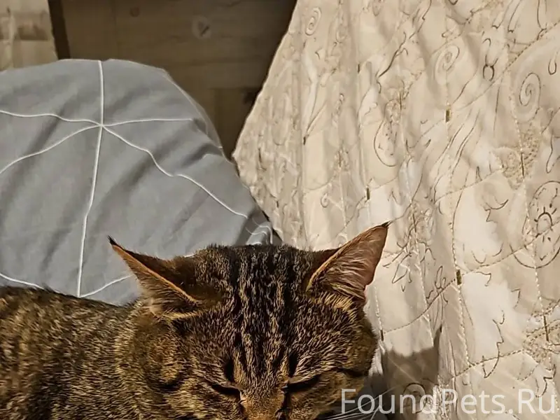 Найден кот, в снегу, замёрзший...