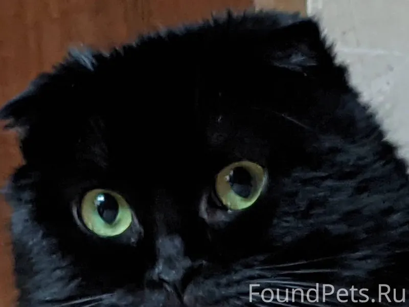 Пропал Кот