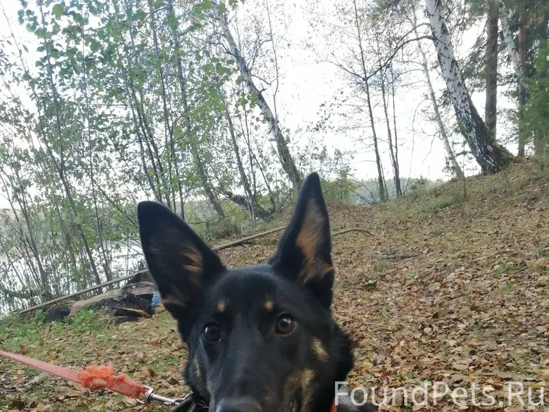 Потерялась собака, убежала во ...