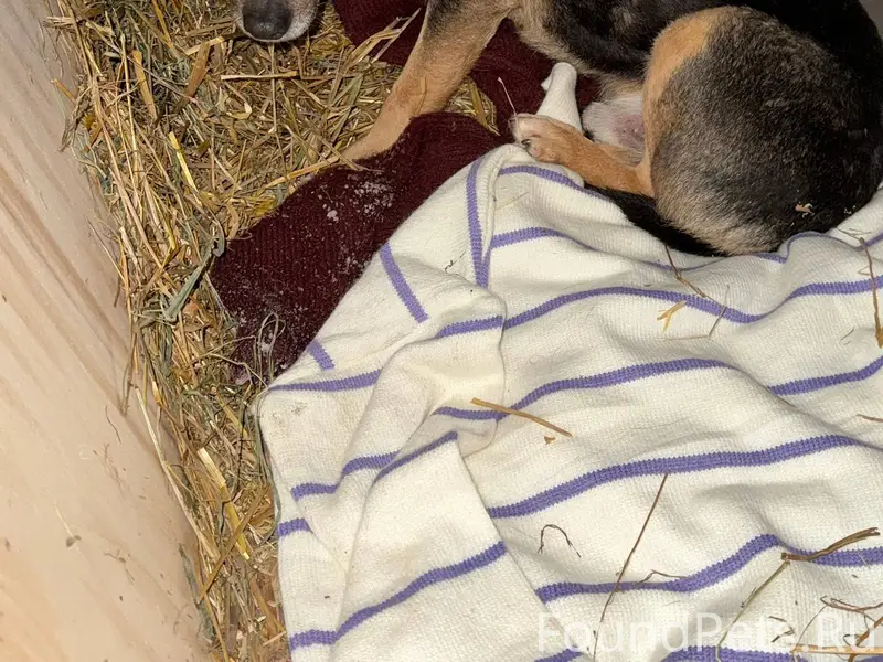 09.01.26 найден пес в...