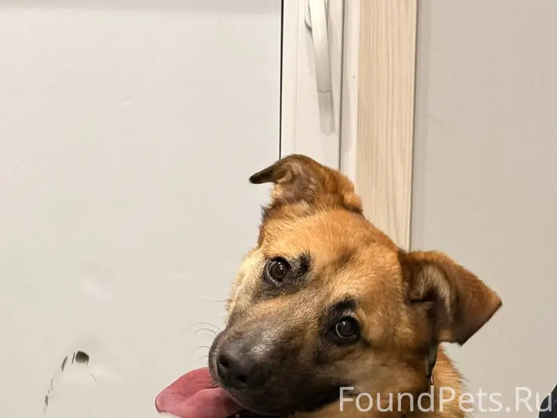 Нашла собаку. Собака классная....