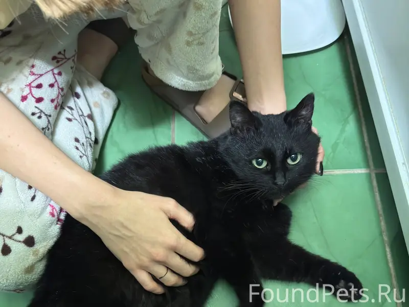 Найдена кошка возле дома Ул. К...