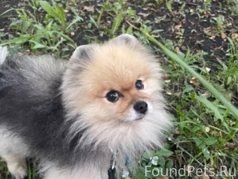 Пропала собака по кличке Ежик....