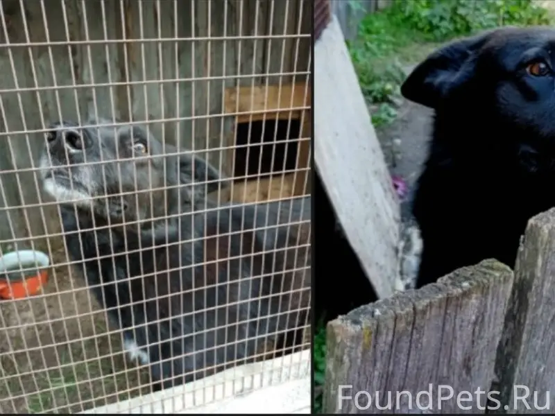 Потерялся пес чёрный, на груди...