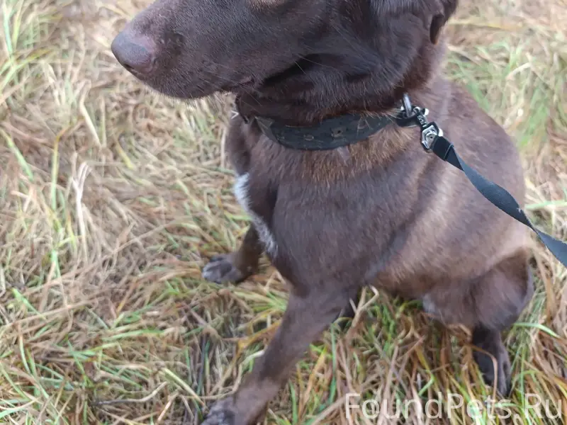 Найдена собака девочка, пример...