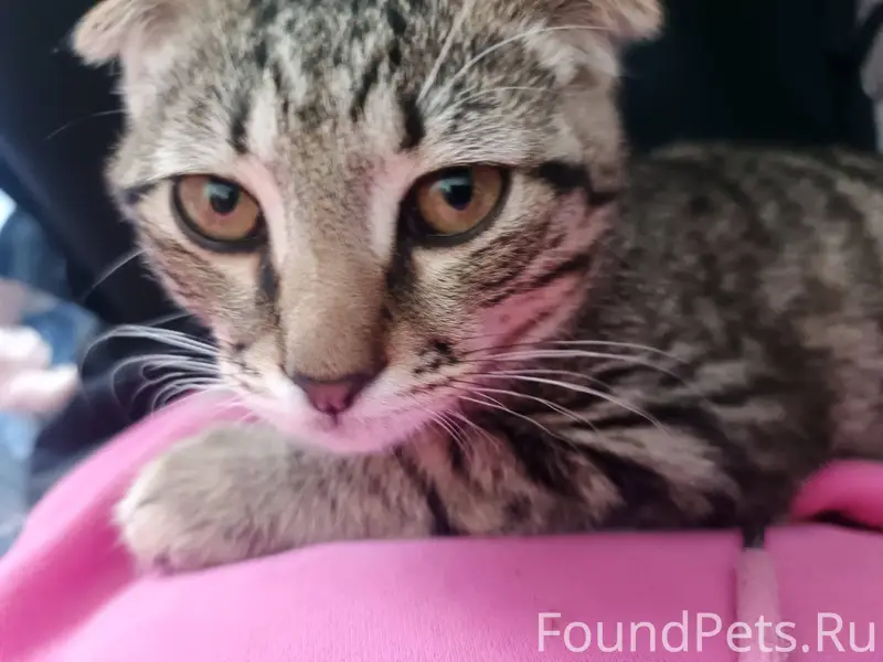 Пропал вислоухий кот Кличка Ба...