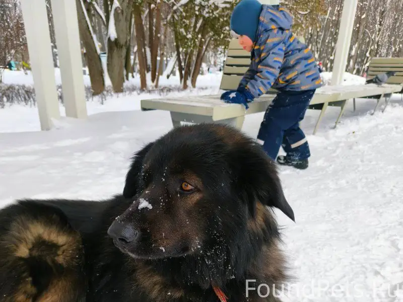 ‼️Внимание! ‼️ Найдена собака!...