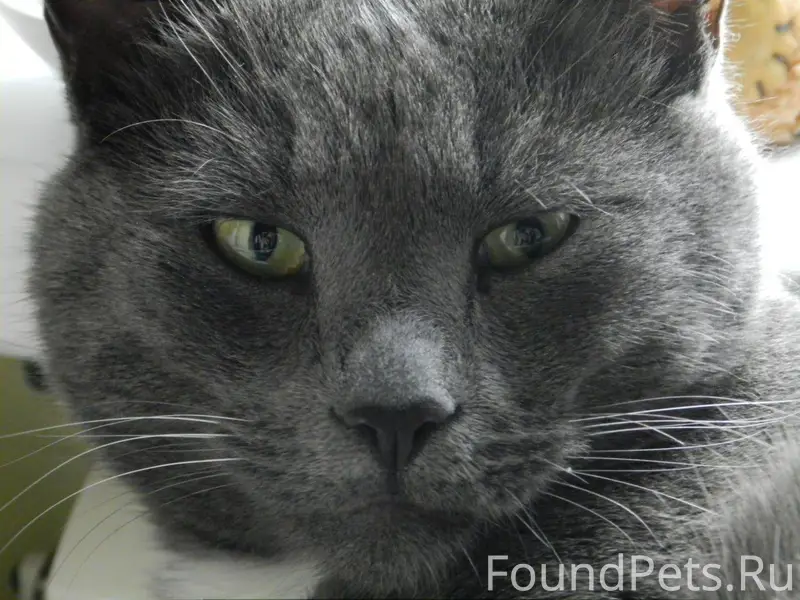 ПРОПАЛ КОТ Дорогие друзья! Мы ...