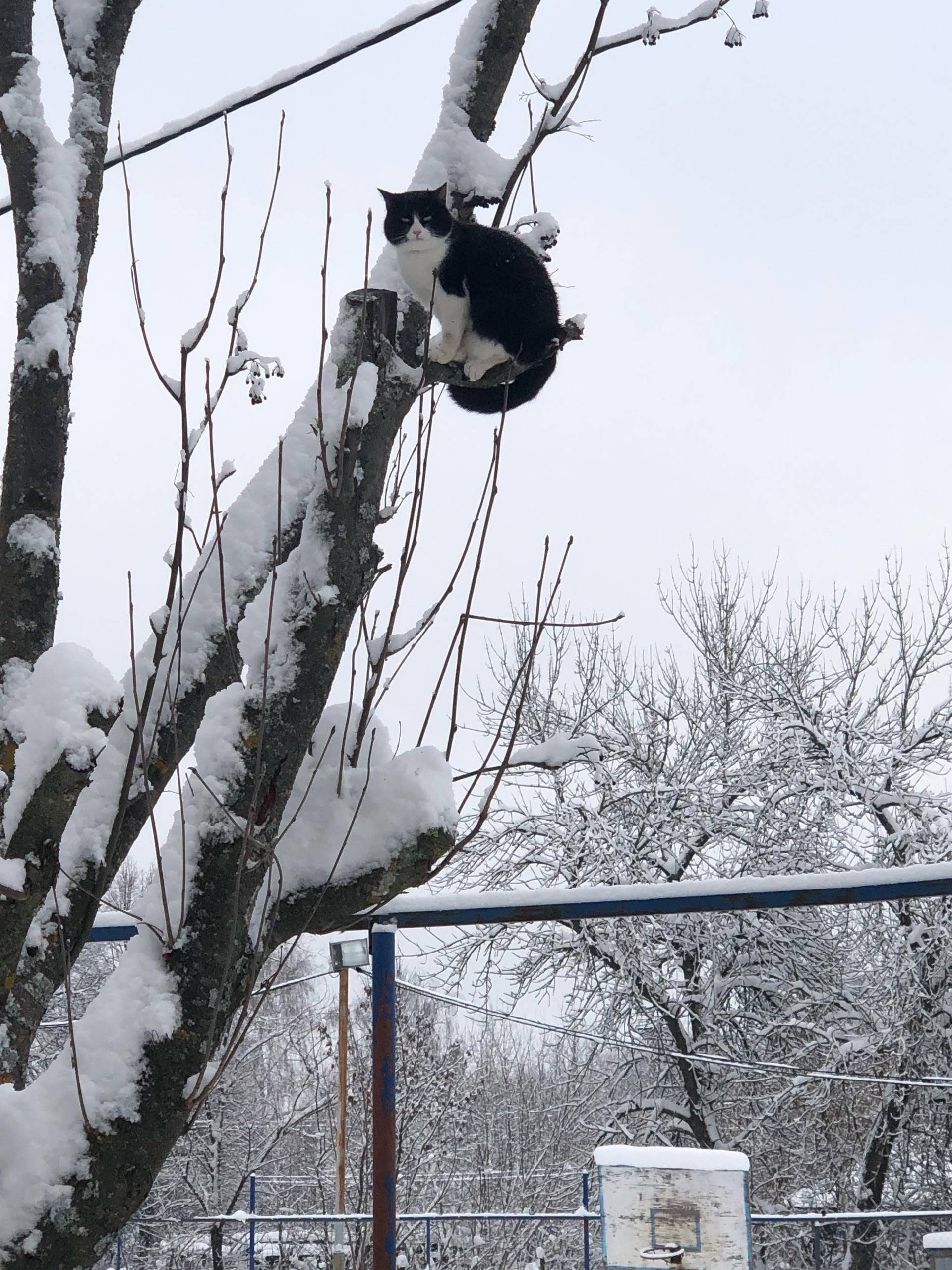 Нововязники! Чья потеряшка? По...