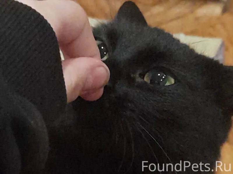 Пропала кошка,в районе советск...